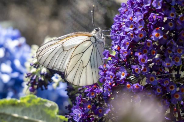 From extinction to reintroduction!