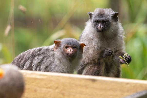 Meet Ernie and Edwina, Dartmoor Zoo’s newest, micro couple!