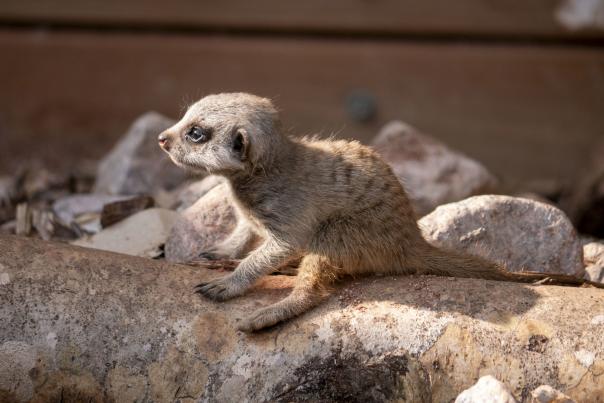 Dartmoor Zoo welcomes two, tiny new arrivals!