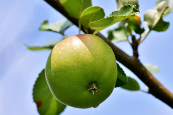 image shows an apple on an apple tree against a blue sky
