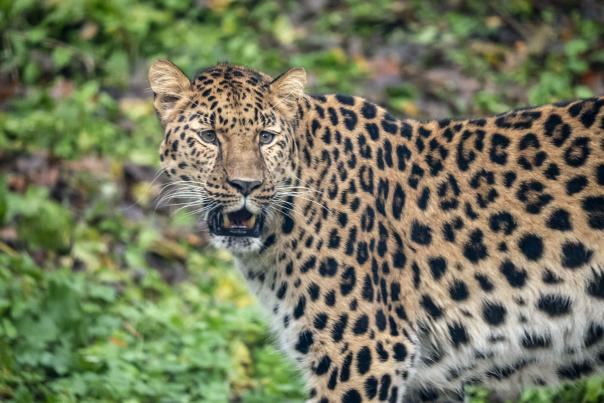 Amur Leopard cub announced at Dartmoor Zoo - one of only 15 born globally in 2025!