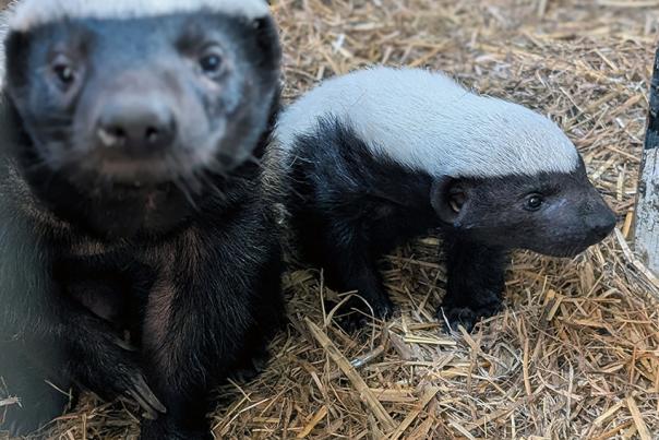 Baby honey badger born at Exmoor Zoo