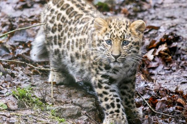Leopard at Dartmoor Zoo