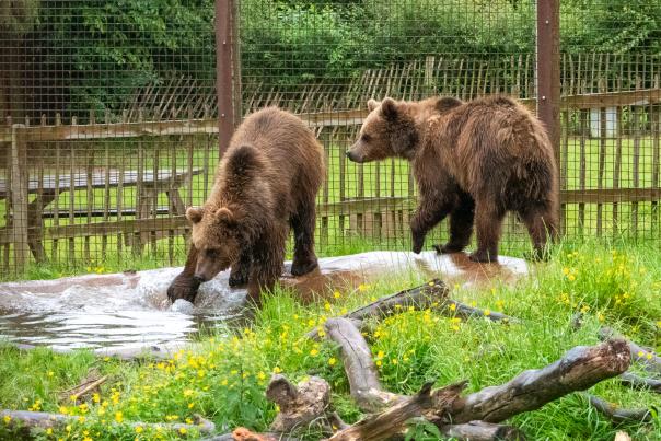 Malenky & Nanuq - Wildwood Devon