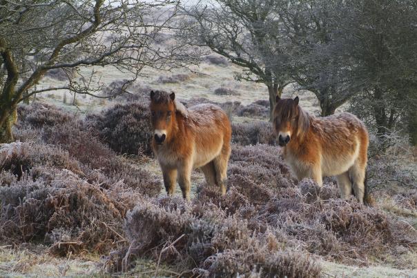 Two ponies on Exmoor