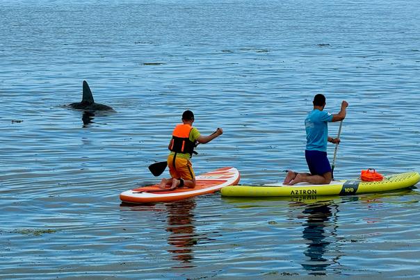 SHARK ARRIVES AT ROYAL WILLIAM YARD