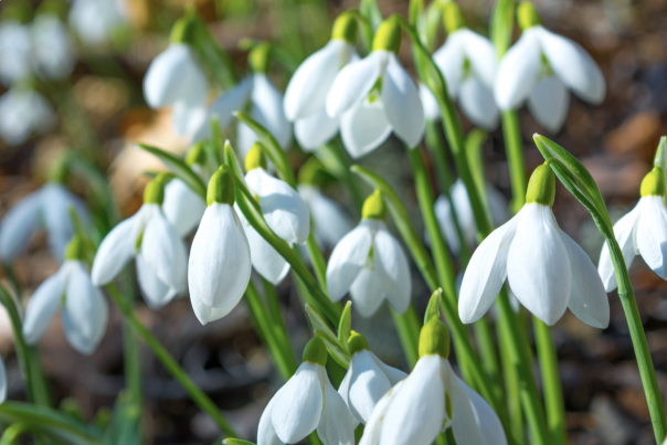 Where to find Devon’s snowdrops this February