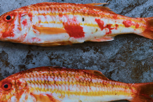 Plymouth Seafood Discovery Trail