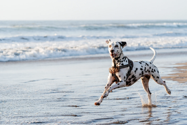 dog running on the beach in north devon