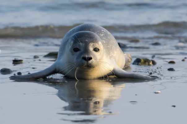 a common seal on a beach