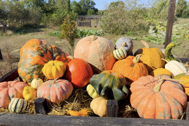 Are You Ready for October Half Term in Devon?