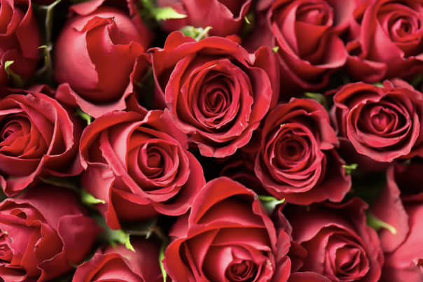 Celebrate Valentine's Day in Sidmouth