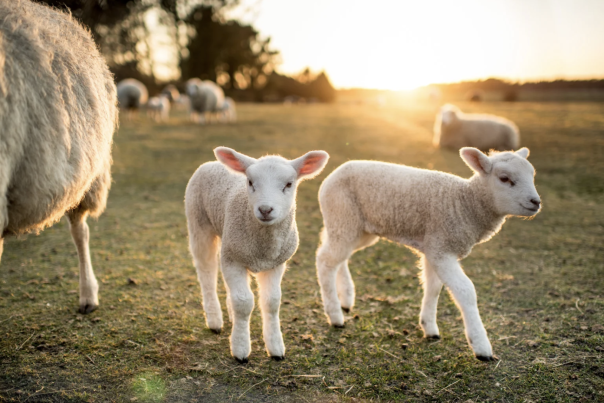 spring lambs