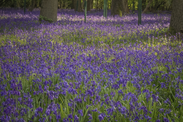 Bluebells in North Devon