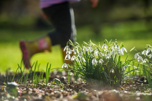 Watch Spring unfurl at RHS Rosemoor and enjoy Snowdrop walks and Half Term magic and stories