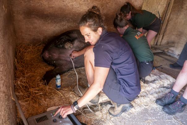 Dartmoor Zoo is thrilled to announce that Brazilian Tapir, Chana, is eating for two!