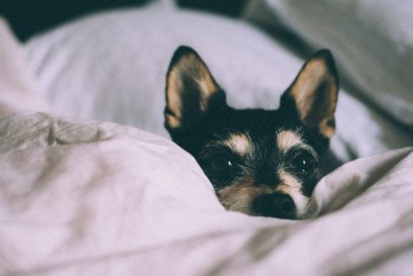 dog in bed