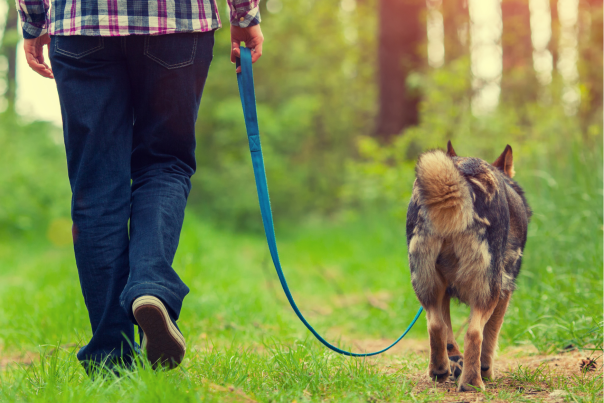 Dog Friendly