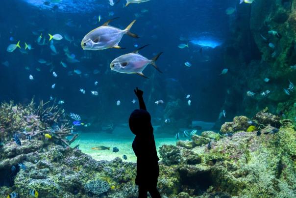 Aquarium, kids
