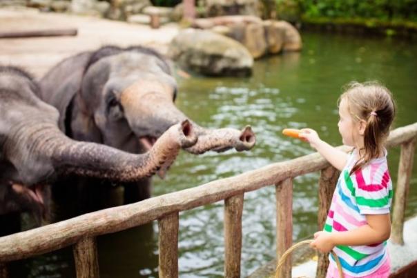 girl feeding elephants at the zoo