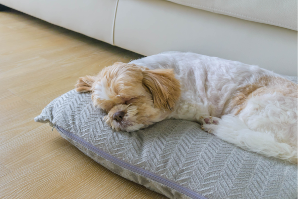 Small dog lying on a pillow