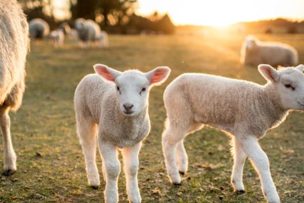 Choose a farm holiday this spring