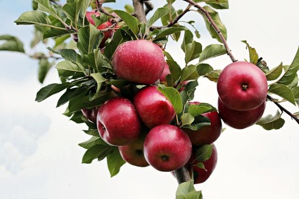 apple tree