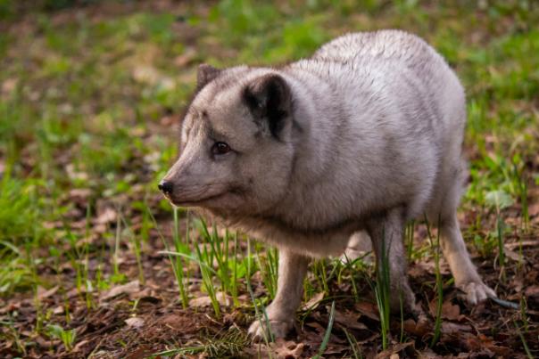 arctic fox