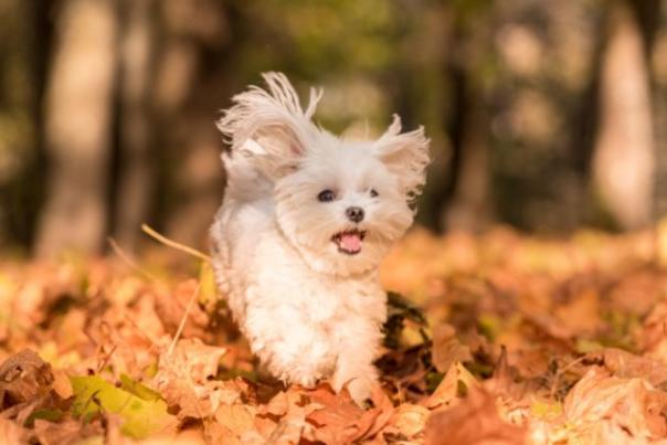 dog running in autumn leaves