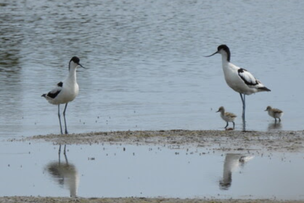 two adult avocets and 2 chicks