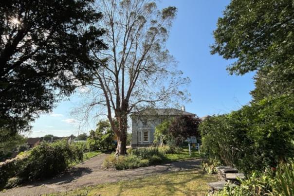 Urgent Tree Works at Thelma Hulbert Gallery Garden