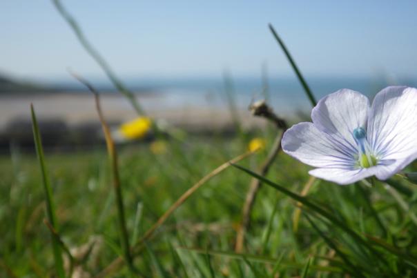 wild flowers