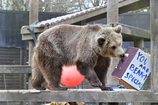 vs Rescued bear cubs arrive at forever home in Devon