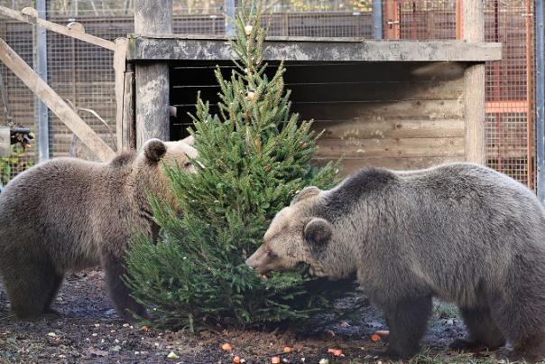 two bears playing with a christmas tree
