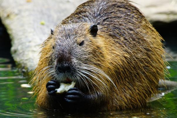 beaver