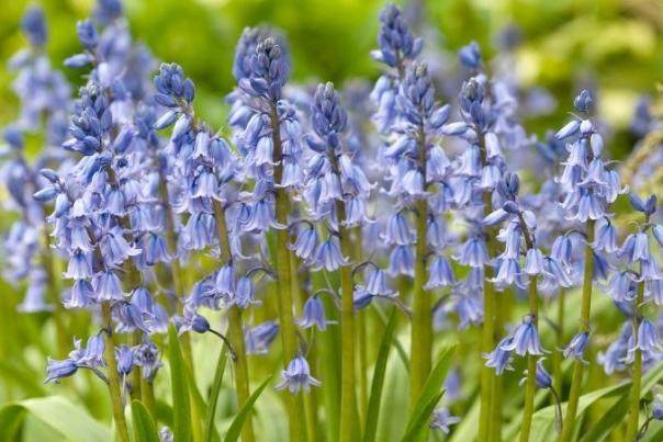 bluebells