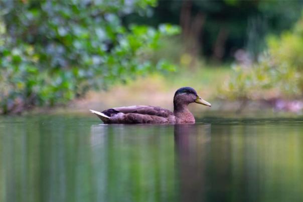 duck