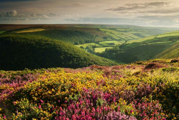 exmoor