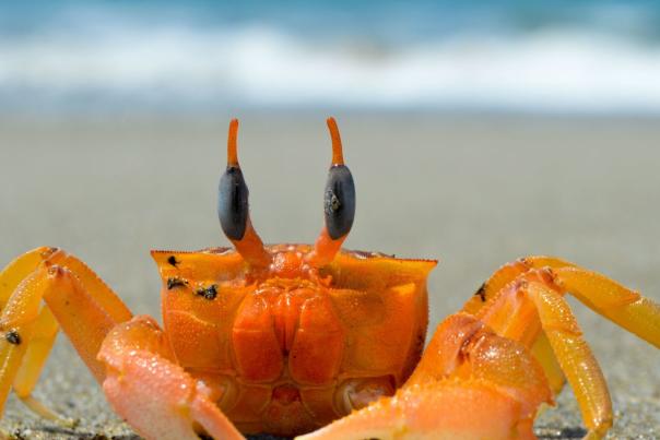 a crab on the beach