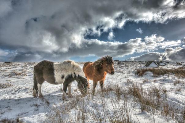 Image shows Dartmoor ponies walking across a snowy Dartmoor