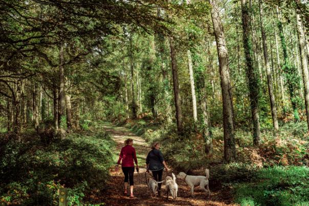 couple walking dogs