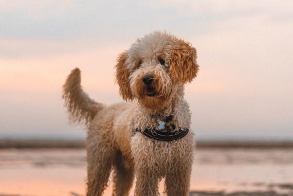 dog on a beach at sunset