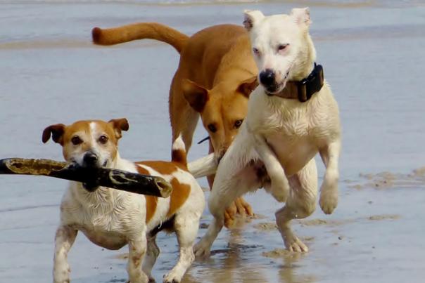 dogs