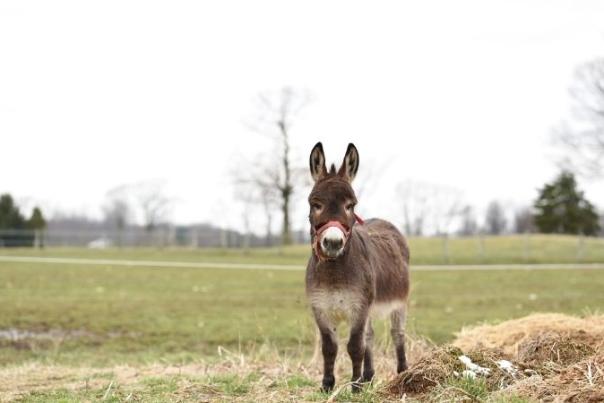 donkey in field