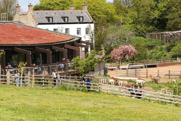 donkey sanctuary