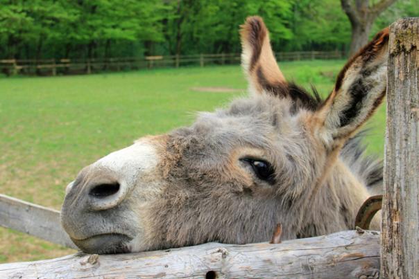 donkey