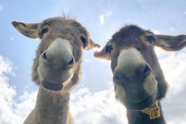 donkeys