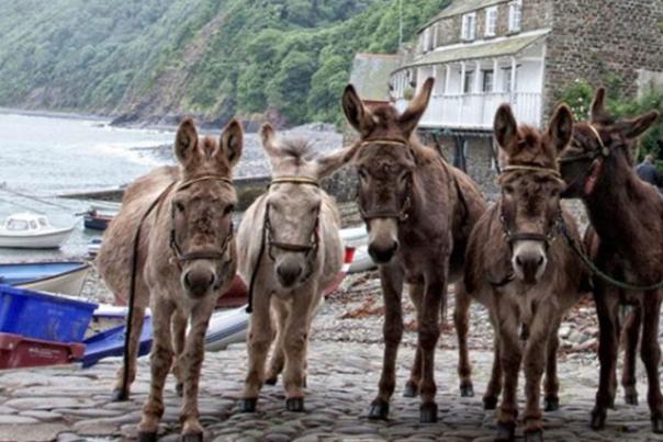 donkeys in clovelly harbour