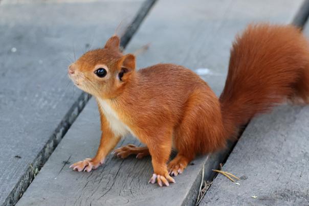 red squirrel