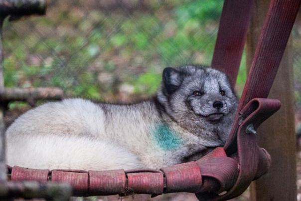 arctic fox